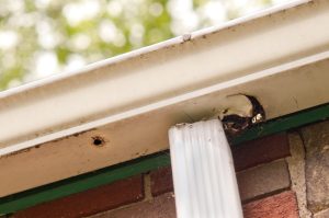 Can gutters be repaired? Ask the experts at SureFlow Gutters LLC.